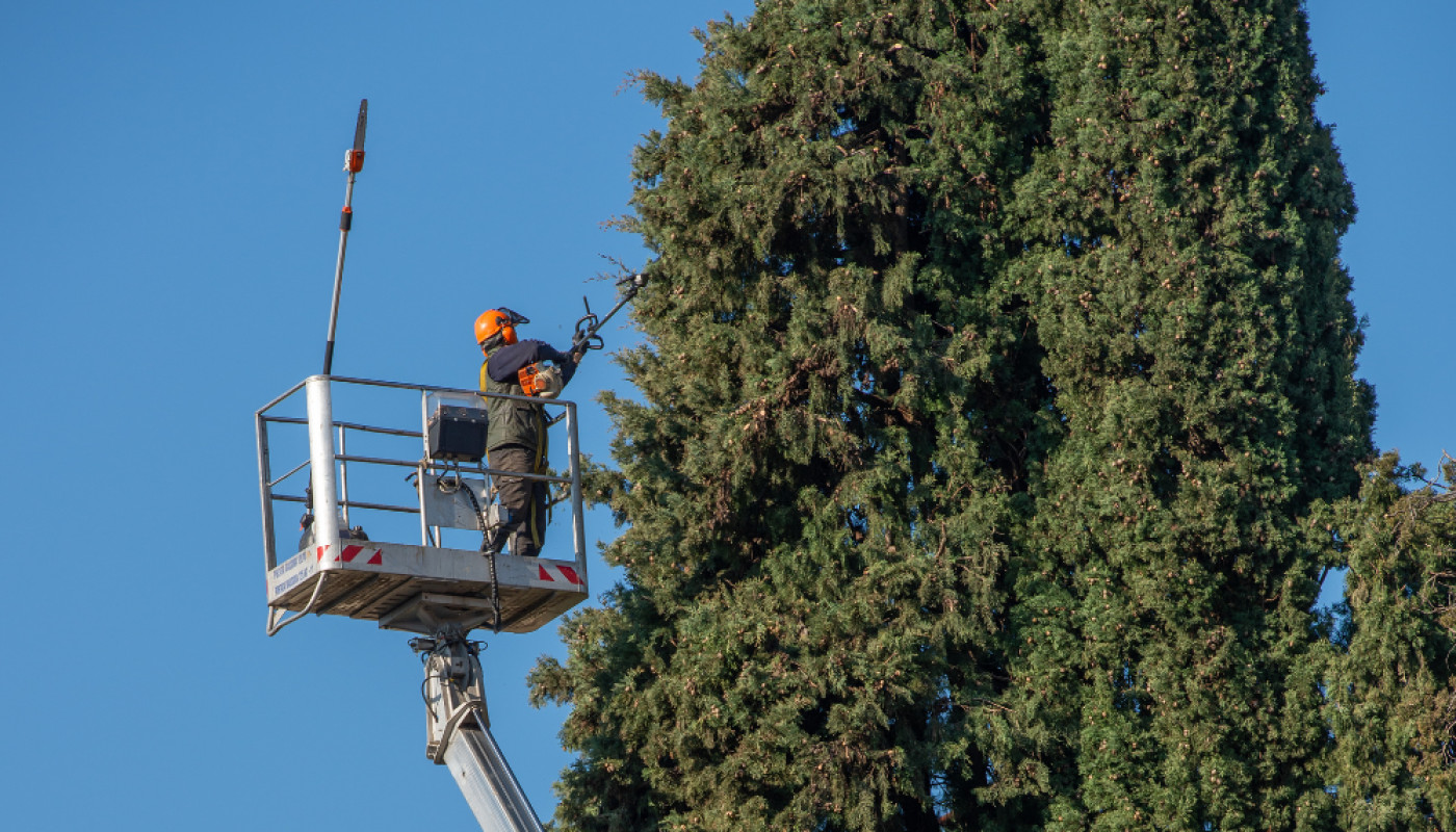 Quelles situations nécessitent un élagage des arbres ?
